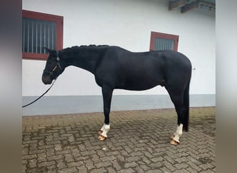 Szwajcarski koń sportowy, Wałach, 5 lat, 173 cm, Ciemnogniada