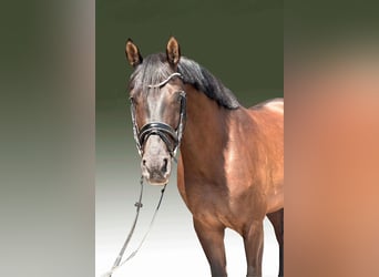 Szwajcarski koń sportowy, Wałach, 7 lat, 169 cm Szwajcarski koń sportowy, Wałach, 7 lat, 169 cm