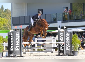 Szwajcarski koń sportowy, Wałach, 7 lat, 176 cm, Kasztanowata