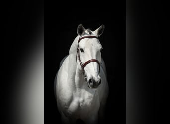 Szwajcarski koń sportowy, Wałach, 9 lat, 168 cm, Siwa