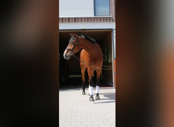 Szwajcarski koń sportowy, Wałach, 10 lat, 180 cm, Gniada