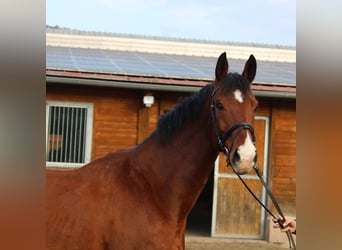 Szwajcarski koń sportowy, Wałach, 11 lat, 169 cm, Gniada