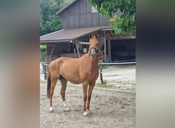 Szwajcarski koń sportowy, Wałach, 11 lat, 176 cm, Kasztanowata