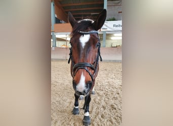 Szwajcarski koń sportowy, Wałach, 12 lat, 170 cm, Gniada