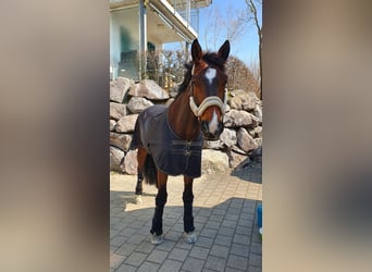 Szwajcarski koń sportowy, Wałach, 12 lat, 170 cm, Gniada