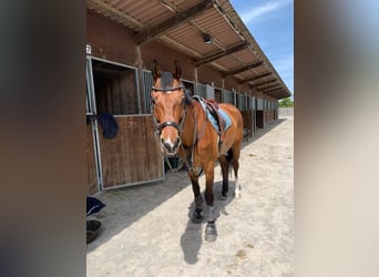 Szwajcarski koń sportowy, Wałach, 14 lat, 165 cm, Gniada