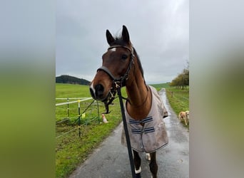Szwajcarski koń sportowy, Wałach, 14 lat, 165 cm, Gniada