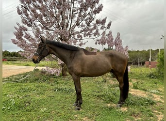 Szwajcarski koń sportowy, Wałach, 14 lat, 170 cm, Bułana