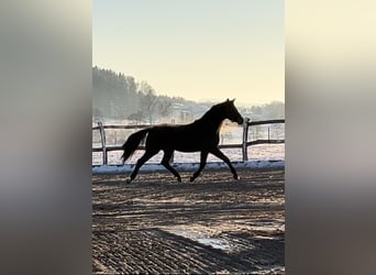 Szwajcarski koń sportowy, Wałach, 3 lat, 170 cm, Ciemnogniada