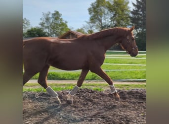 Szwajcarski koń sportowy, Wałach, 3 lat, 172 cm, Kasztanowata