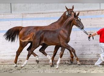 Szwajcarski koń sportowy, Wałach, 3 lat, 172 cm, Kasztanowata