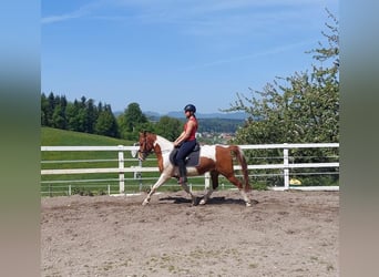 Szwajcarski koń sportowy, Wałach, 4 lat, 146 cm, Srokata