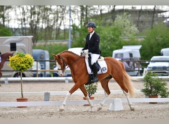 Szwajcarski koń sportowy, Wałach, 4 lat, 160 cm, Kasztanowata