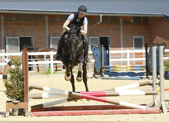 Szwajcarski koń sportowy, Wałach, 4 lat, 176 cm, Kara
