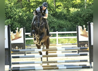Szwajcarski koń sportowy, Wałach, 4 lat, 176 cm, Kara