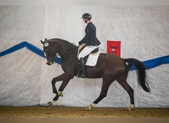 Szwajcarski koń sportowy, Wałach, 4 lat, 182 cm, Gniada