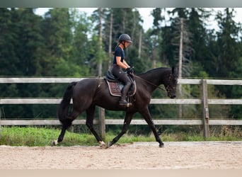 Szwajcarski koń sportowy, Wałach, 5 lat, 169 cm, Ciemnogniada