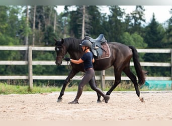 Szwajcarski koń sportowy, Wałach, 5 lat, 169 cm, Ciemnogniada