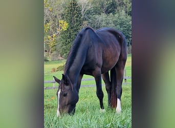 Szwajcarski koń sportowy, Wałach, 5 lat, 170 cm, Ciemnogniada