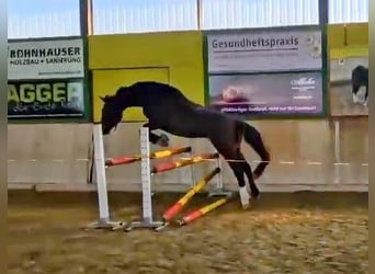 Szwajcarski koń sportowy, Wałach, 5 lat, 173 cm, Ciemnogniada
