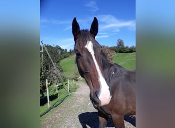 Szwajcarski koń sportowy, Wałach, 5 lat, 173 cm, Ciemnogniada