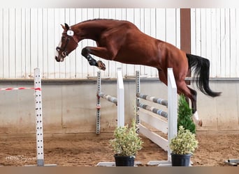 Szwajcarski koń sportowy, Wałach, 5 lat, 182 cm, Gniada
