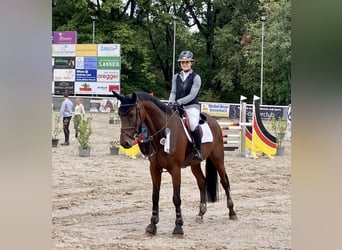 Szwajcarski koń sportowy, Wałach, 5 lat