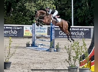 Szwajcarski koń sportowy, Wałach, 5 lat