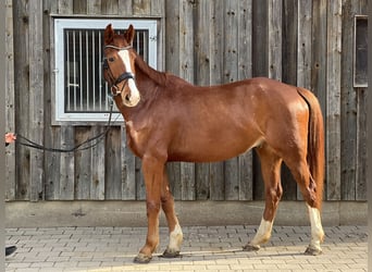 Szwajcarski koń sportowy, Wałach, 6 lat, 165 cm, Kasztanowata
