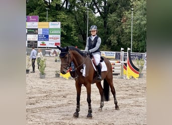 Szwajcarski koń sportowy, Wałach, 6 lat