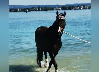 Szwajcarski koń sportowy, Wałach, 7 lat, 160 cm, Ciemnogniada