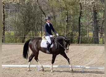 Szwajcarski koń sportowy, Wałach, 7 lat, 165 cm, Ciemnogniada