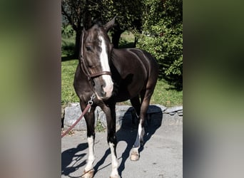 Szwajcarski koń sportowy, Wałach, 7 lat, 165 cm, Ciemnogniada