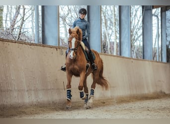 Szwajcarski koń sportowy, Wałach, 7 lat, 171 cm, Kasztanowata