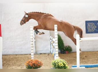 Szwajcarski koń sportowy, Wałach, 7 lat, 171 cm, Kasztanowata