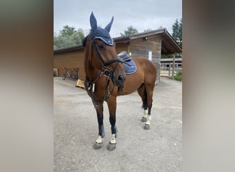 Szwajcarski koń sportowy, Wałach, 9 lat, 170 cm, Gniada