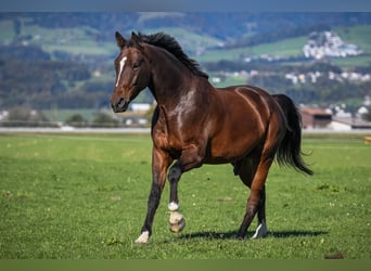 Szwajcarski koń sportowy, Wałach, 9 lat, 175 cm, Ciemnogniada