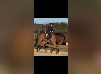 Szwedzki koń gorącokrwisty, Klacz, 10 lat, 170 cm, Gniada