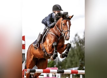 Szwedzki koń gorącokrwisty, Klacz, 10 lat, Gniada