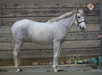 Szwedzki koń gorącokrwisty, Klacz, 11 lat, 152 cm, Siwa