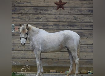 Szwedzki koń gorącokrwisty, Klacz, 11 lat, 152 cm, Siwa
