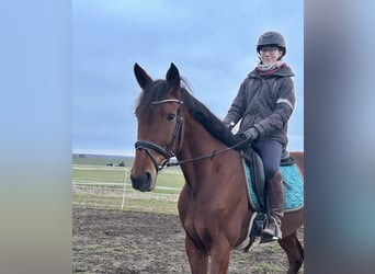 Szwedzki koń gorącokrwisty Mix, Klacz, 11 lat, 165 cm