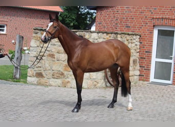 Szwedzki koń gorącokrwisty, Klacz, 11 lat, 168 cm, Gniada