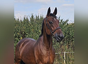 Szwedzki koń gorącokrwisty Mix, Klacz, 15 lat, 163 cm, Gniada