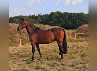 Szwedzki koń gorącokrwisty Mix, Klacz, 15 lat, 163 cm, Gniada