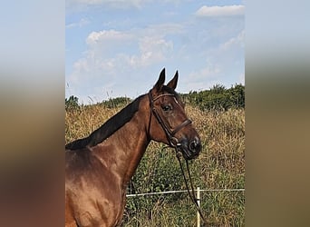 Szwedzki koń gorącokrwisty Mix, Klacz, 15 lat, 163 cm, Gniada