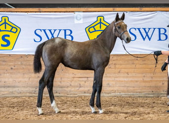 Szwedzki koń gorącokrwisty, Klacz, 1 Rok, 169 cm, Gniadodereszowata