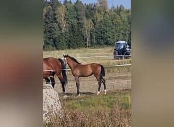 Szwedzki koń gorącokrwisty, Klacz, 1 Rok, 170 cm, Gniadodereszowata