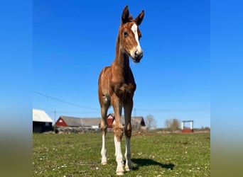 Szwedzki koń gorącokrwisty, Klacz, 1 Rok, Cisawa