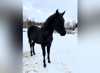 Szwedzki koń gorącokrwisty, Klacz, 1 Rok, Gniada